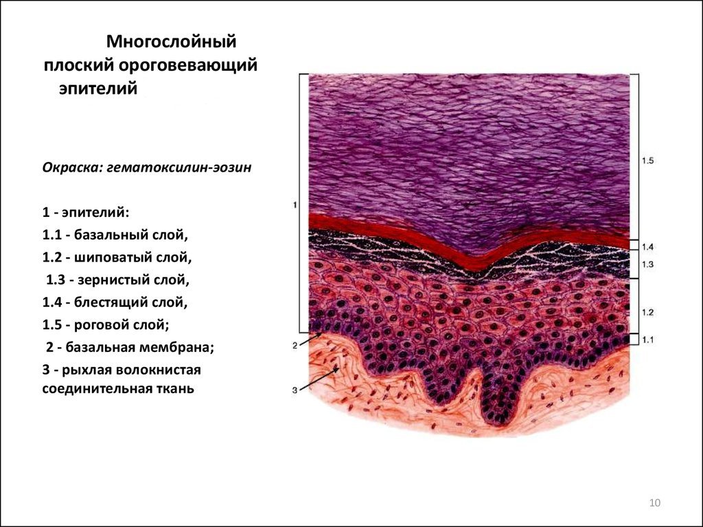 Az ureaplasma férfiakban a kenet normája