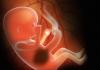 Quand faire une échographie programmée du fœtus au 2ème trimestre : combien de semaines l'étude est-elle réalisée et que regarde-t-on ?