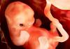 妊娠 2 か月目、胎児の発育、母親の感覚