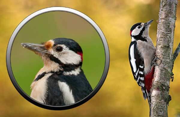 Fehérfejű ragadozó madarak: faj, élőhely, táplálék és tenyésztés