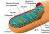 Mitohondriji, ribosomas, to uzbūve un funkcijas Funkcijas šūnā